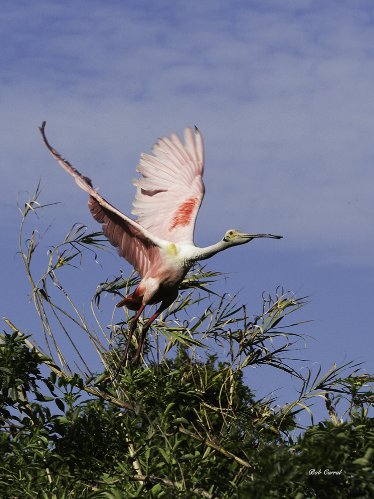 Roseate Spoonbill Takinf Off