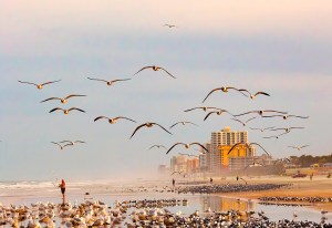 Photo of Seagulls in Flight at Daytona Beach Shores, FL