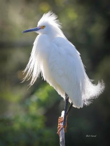 photo of Backlit Snowy Egret