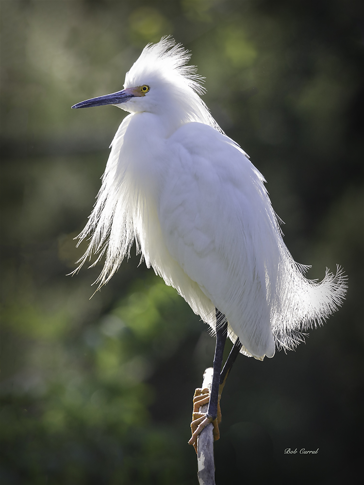 photo of Backlit Snowy Egret