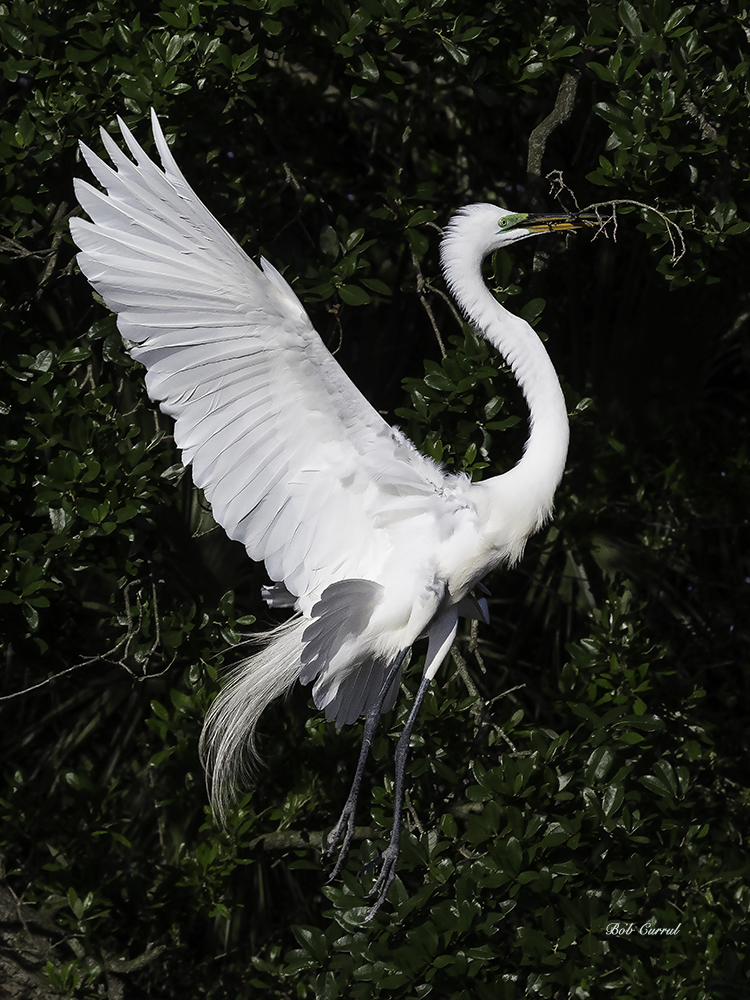 photo of Great Egret Flying away with Twig
