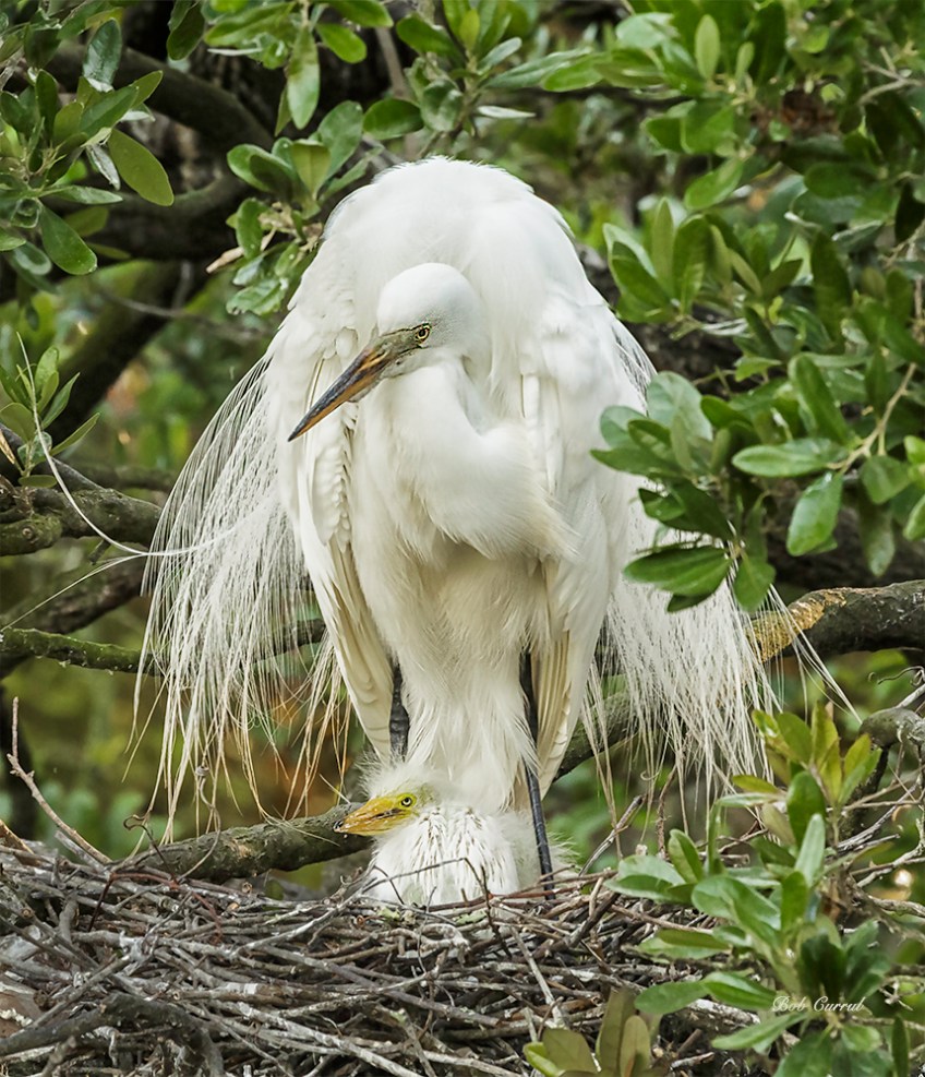 photo of Great Egret with Chick in Nest