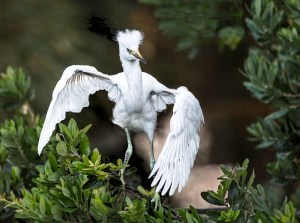 photo of Snowy Egret Chick