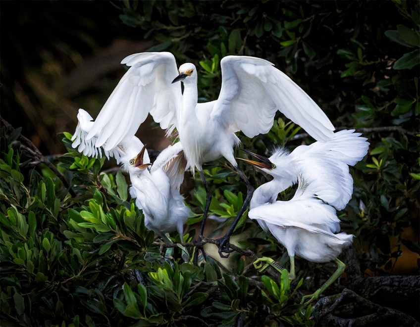 photo of 2 demanding Snowy Egret Juveniles with Parent