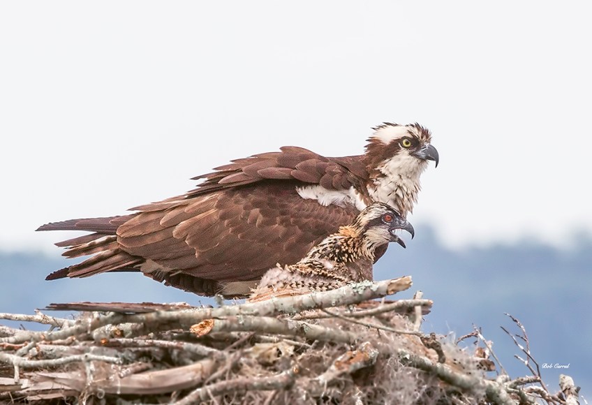 Photo of Osprey and Chick in Nest