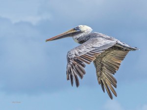 photo of Brown Pelican in flight