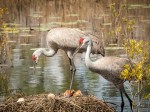 Photo of Sandhill Cranes looking over new chick and egg in nest.