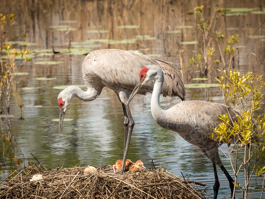 Photo of Sandhill Cranes looking over new chick and egg in nest.