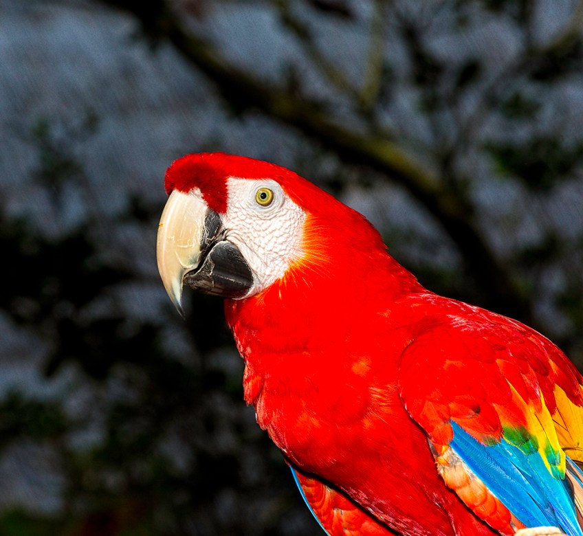 photo of Scarlet Macaw