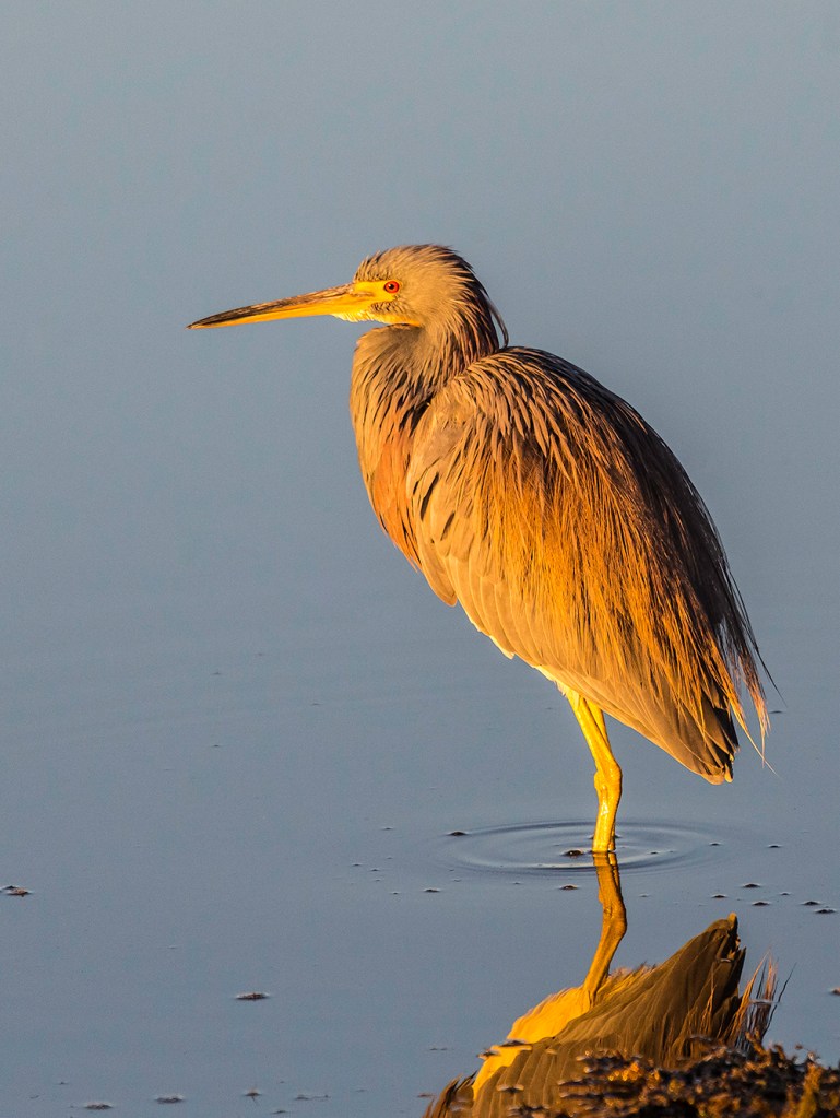 Photo of Tricolor Heron taken at sunrise