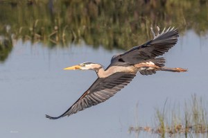 photo of Great Blue Heron flying over wetland
