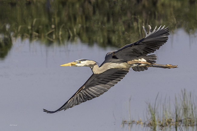 photo of Great Blue Heron flying over wetland