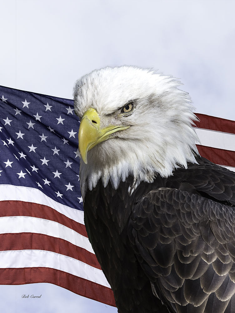 Bald Eagle with Flag in background