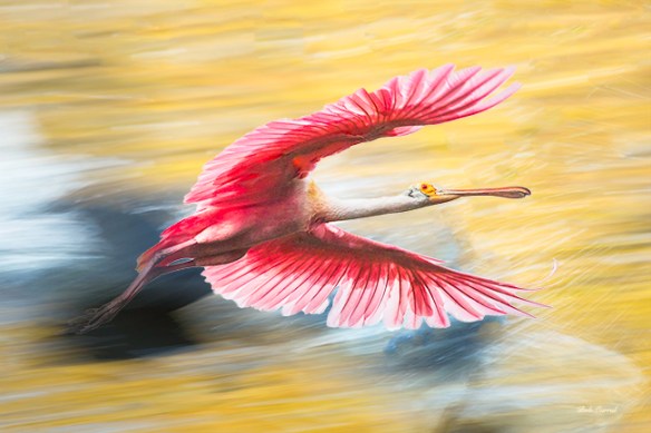 Spoonbill in Hyperspace