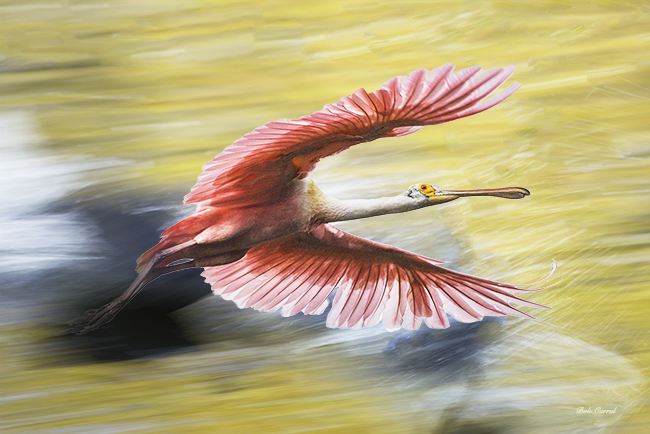Spoonbill in Hyperspace