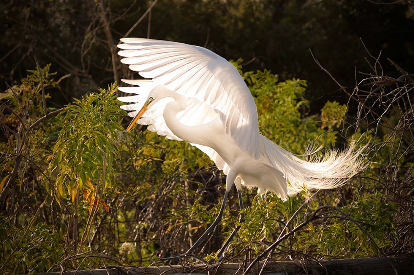 photo of backlit Great Egret