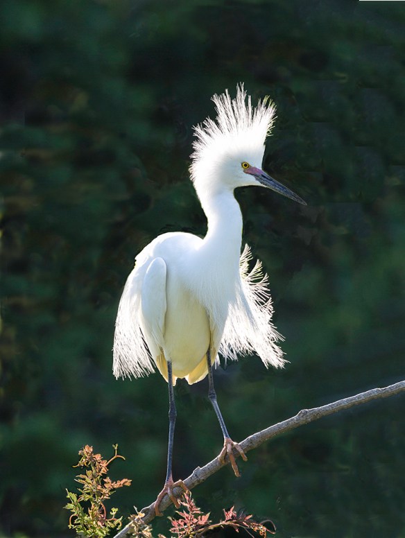 photo of Snowy Egrey