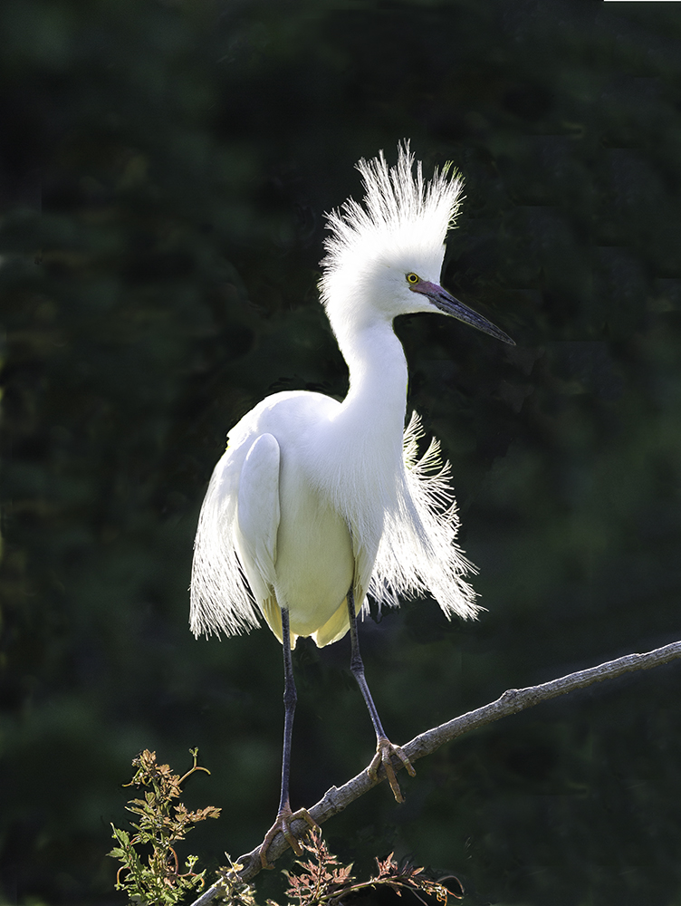 photo of Snowy Egrey