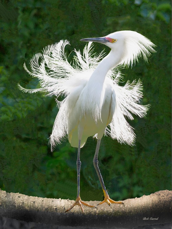 Enhanced photo of Snowy Egret on Palmetto Log