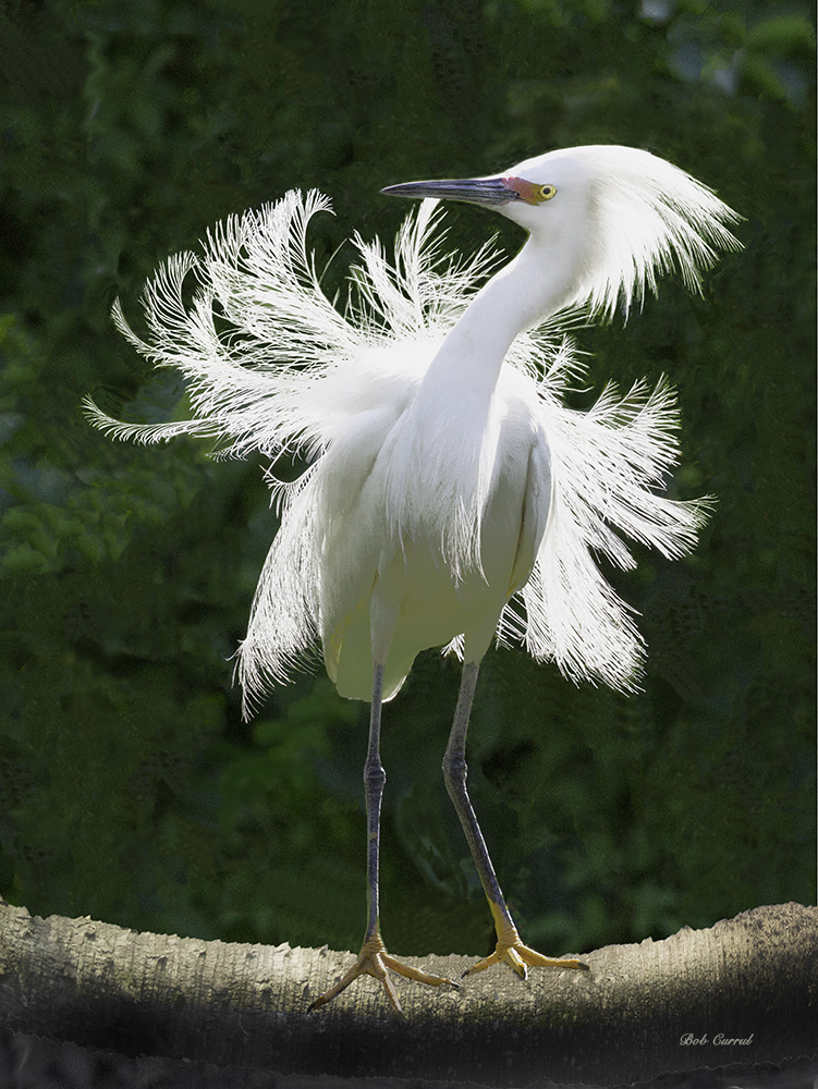 Enhanced photo of Snowy Egret on Palmetto Log