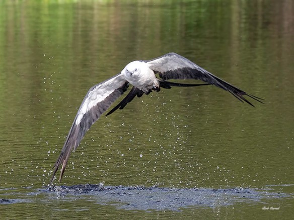 Photo of Swallow-tailed Kite finishing a skim for water.