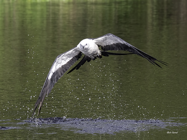 Photo of Swallow-tailed Kite finishing a skim for water.