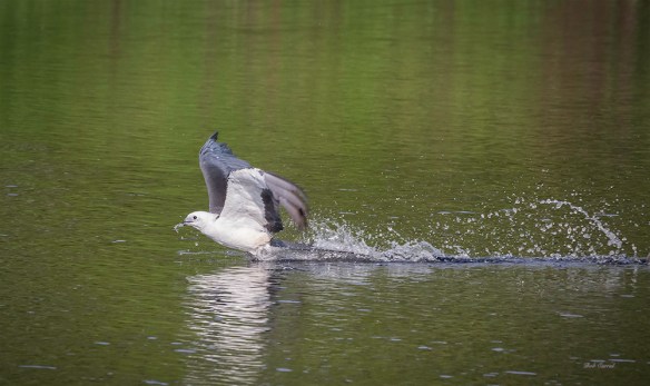 photo of Swallow-tail Kite skimming