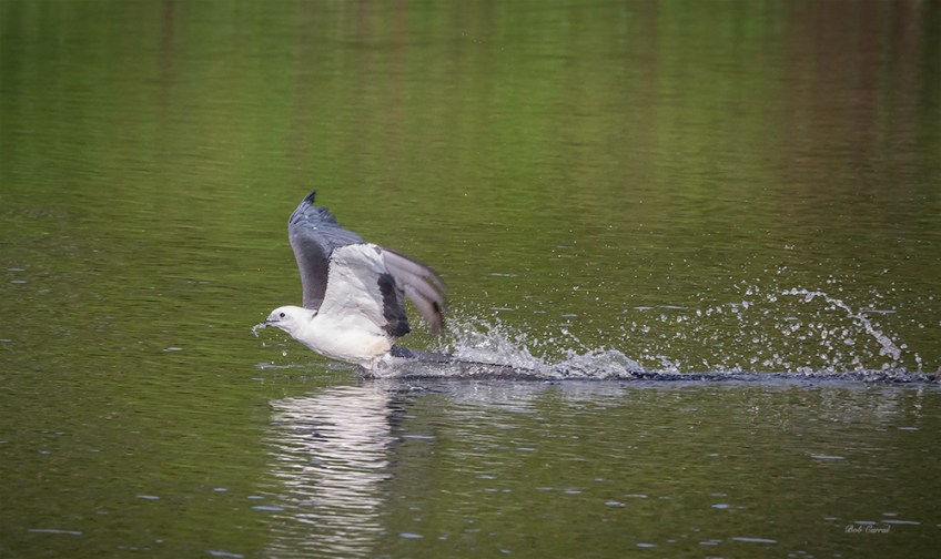 photo of Swallow-tail Kite skimming
