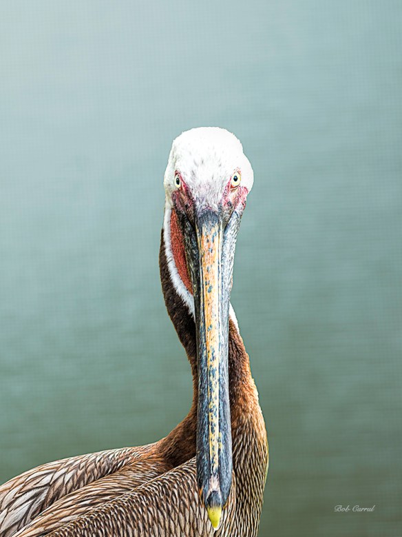 photo of Pelican