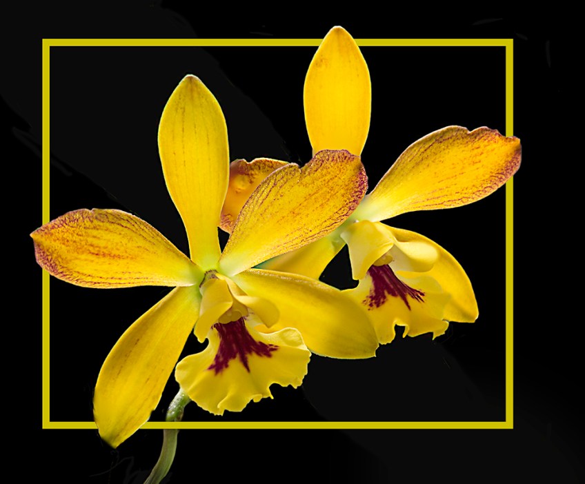 photo of Yellow Orchids