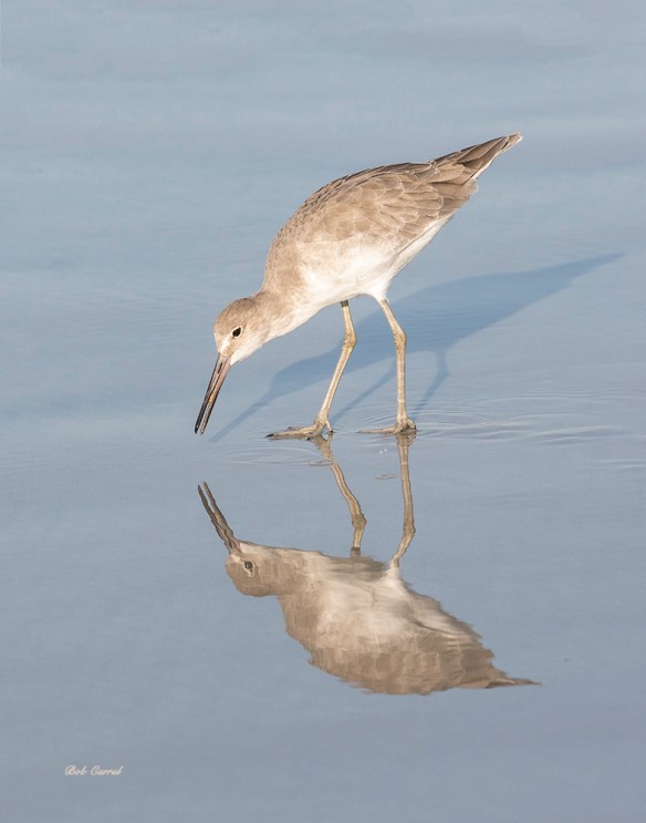 Photo of Sandpiper