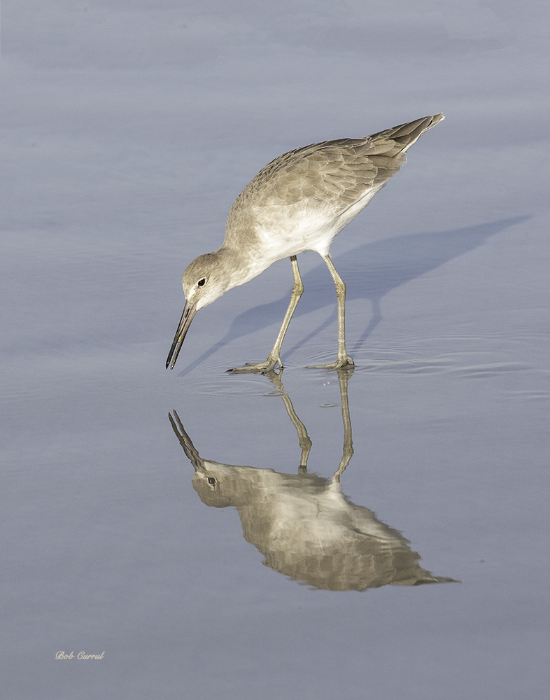 Photo of Sandpiper