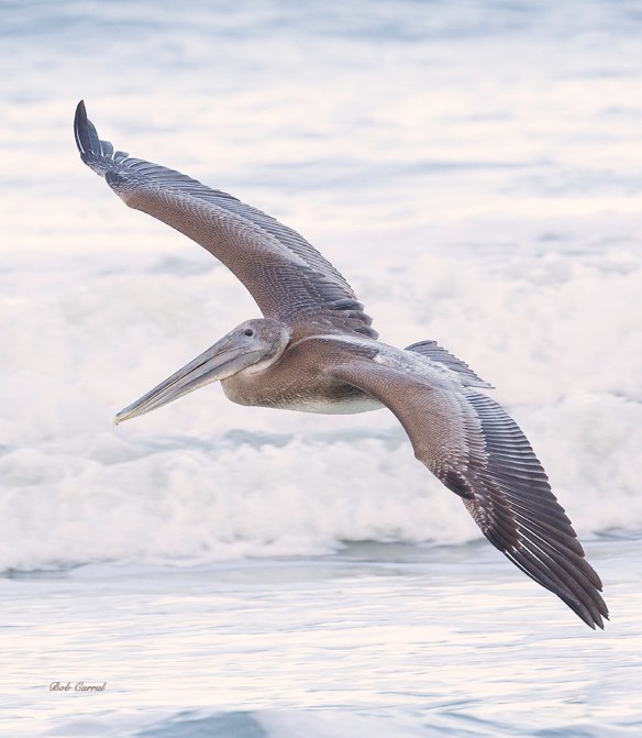 Photo of Pelican flying over Water