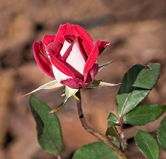 photo of Double Delight Rose