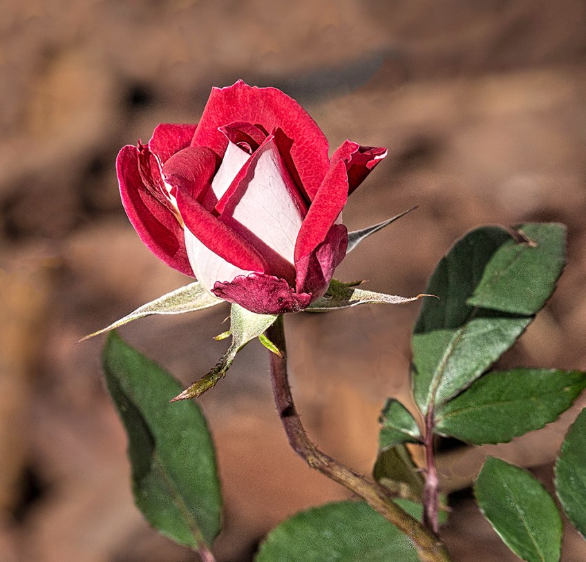 photo of Double Delight Rose