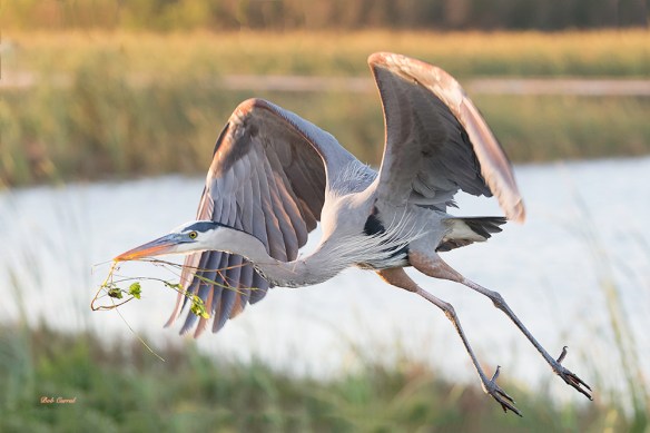 photo of Great Blue Heron Flying with Vine