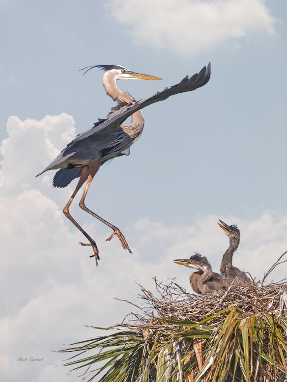 photo of Great Blue Heron Returning to Chicks