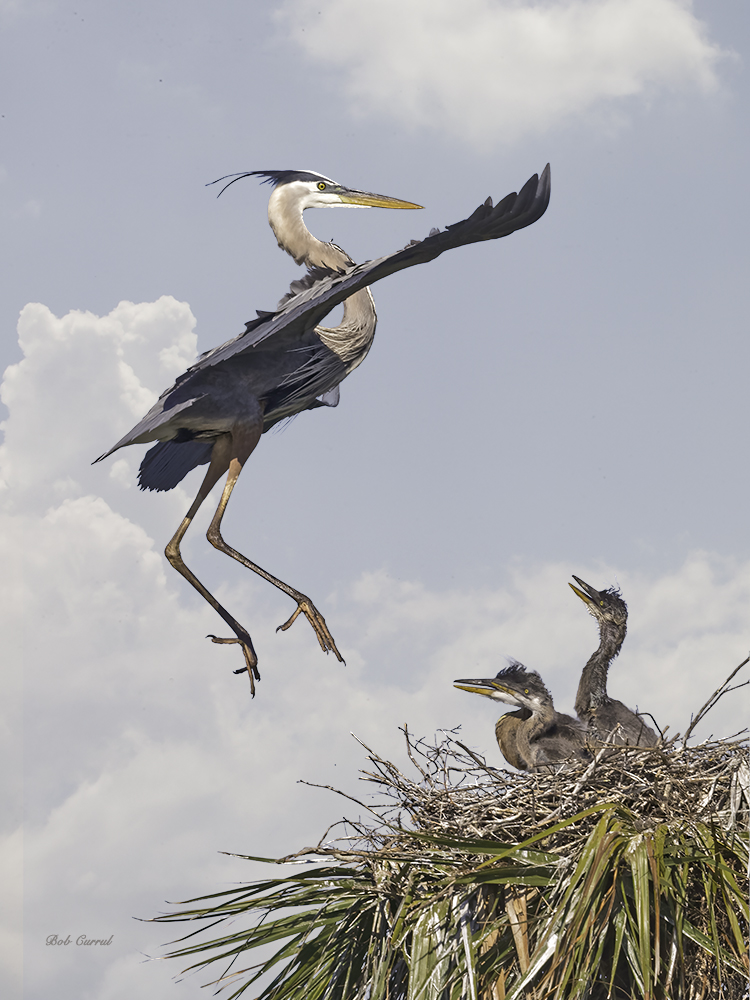 photo of Great Blue Heron Returning to Chicks