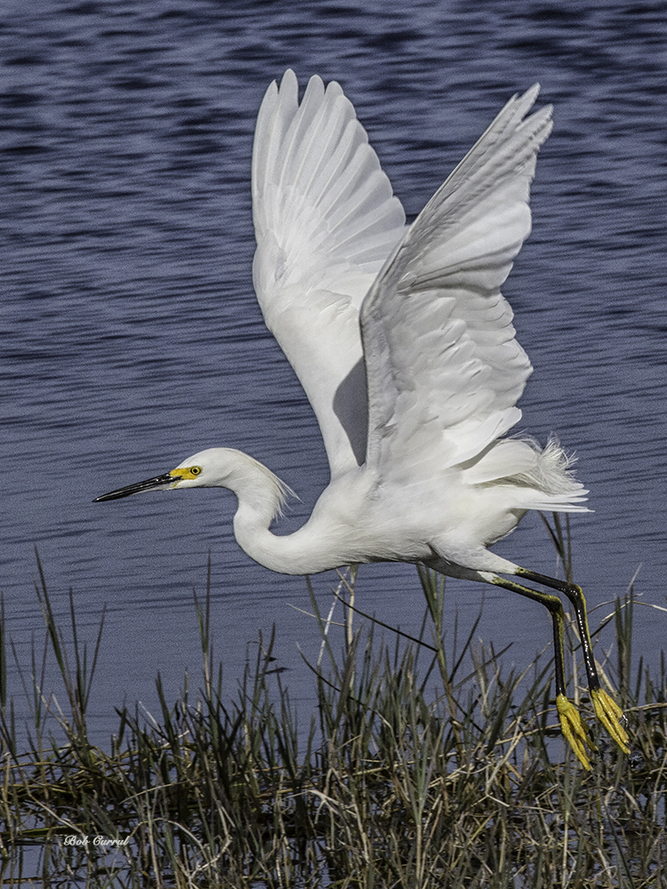 Photo of Snowy Egret at Ponds' Edge