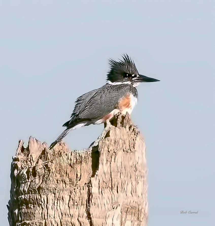 photo of Belted Kingfisher