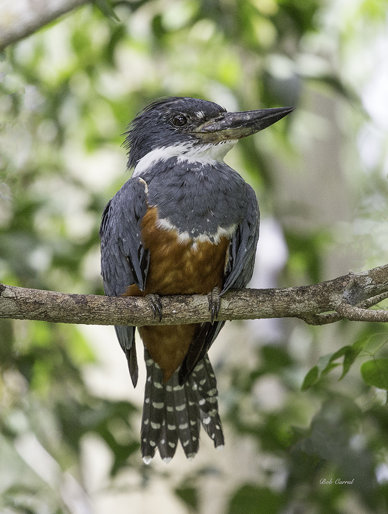photo of Belted Kingfisher