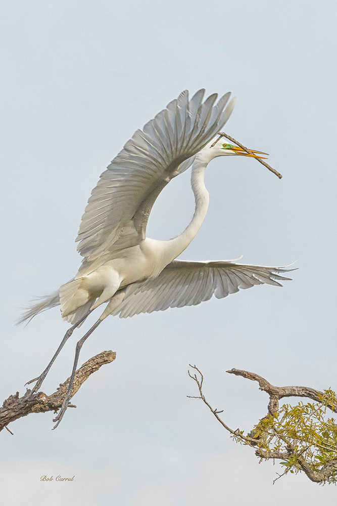 photo of Great Egret flying with Stick