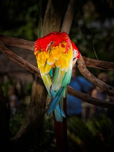 Photo of Scarlet Macaw