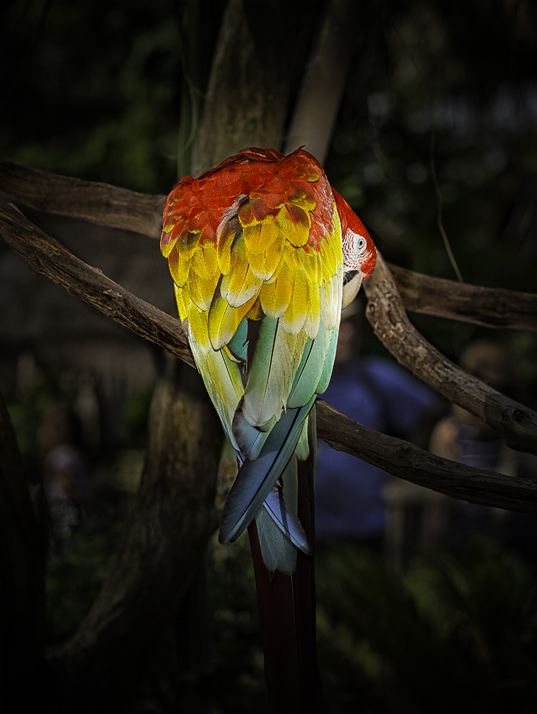 Photo of Scarlet Macaw