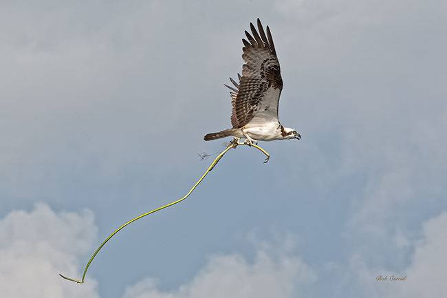 Photo of Osprey flying with lily stem