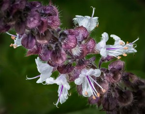Close up photo of Blue Basil
