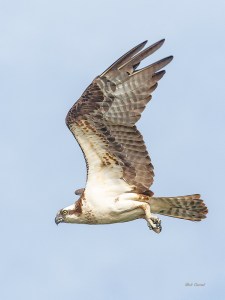 photo of Osprey in flight