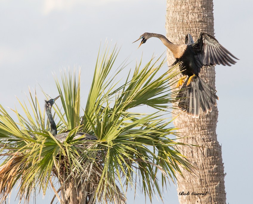 photo of Anhinga Landing in Nest