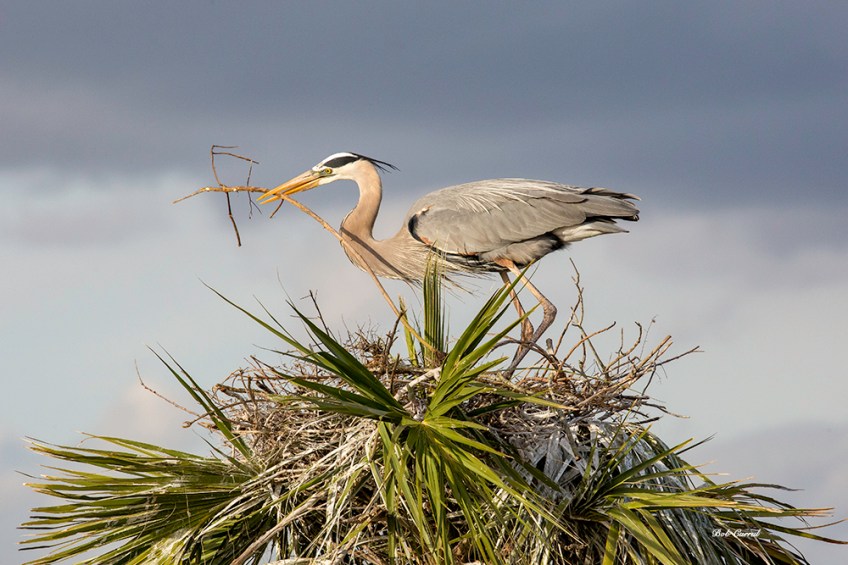 photo of Blue Heron building nest