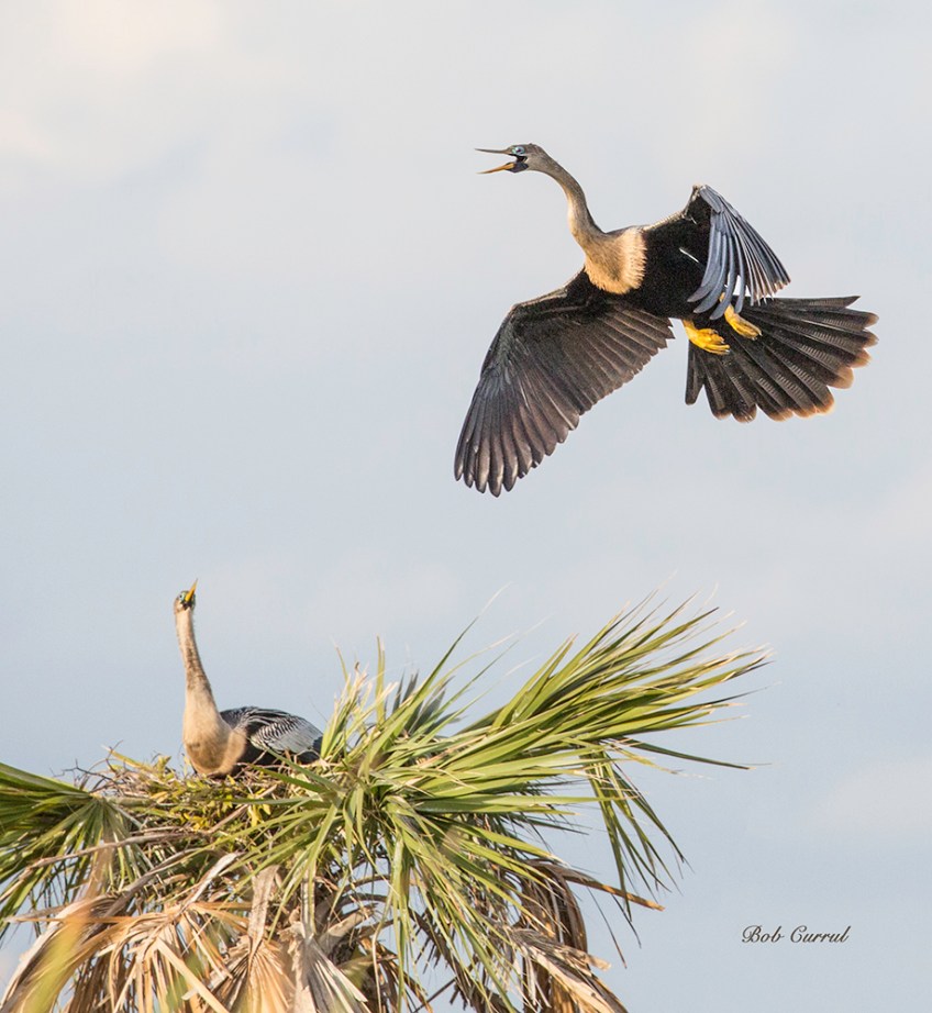 photo of Anhinga approaching nest